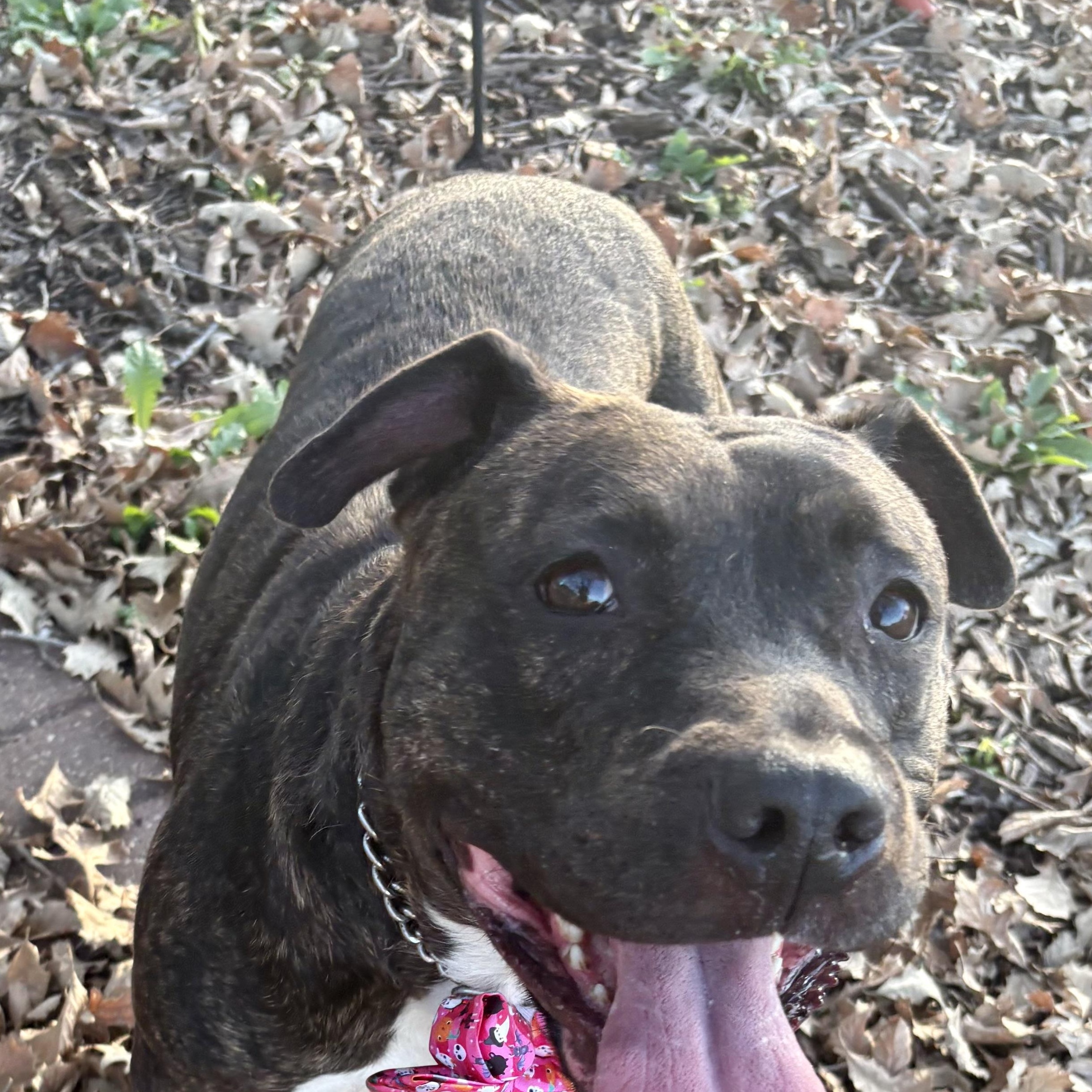 Enlarge Maple, a Adoptable mixed breed in Charles City, IA image 4/5