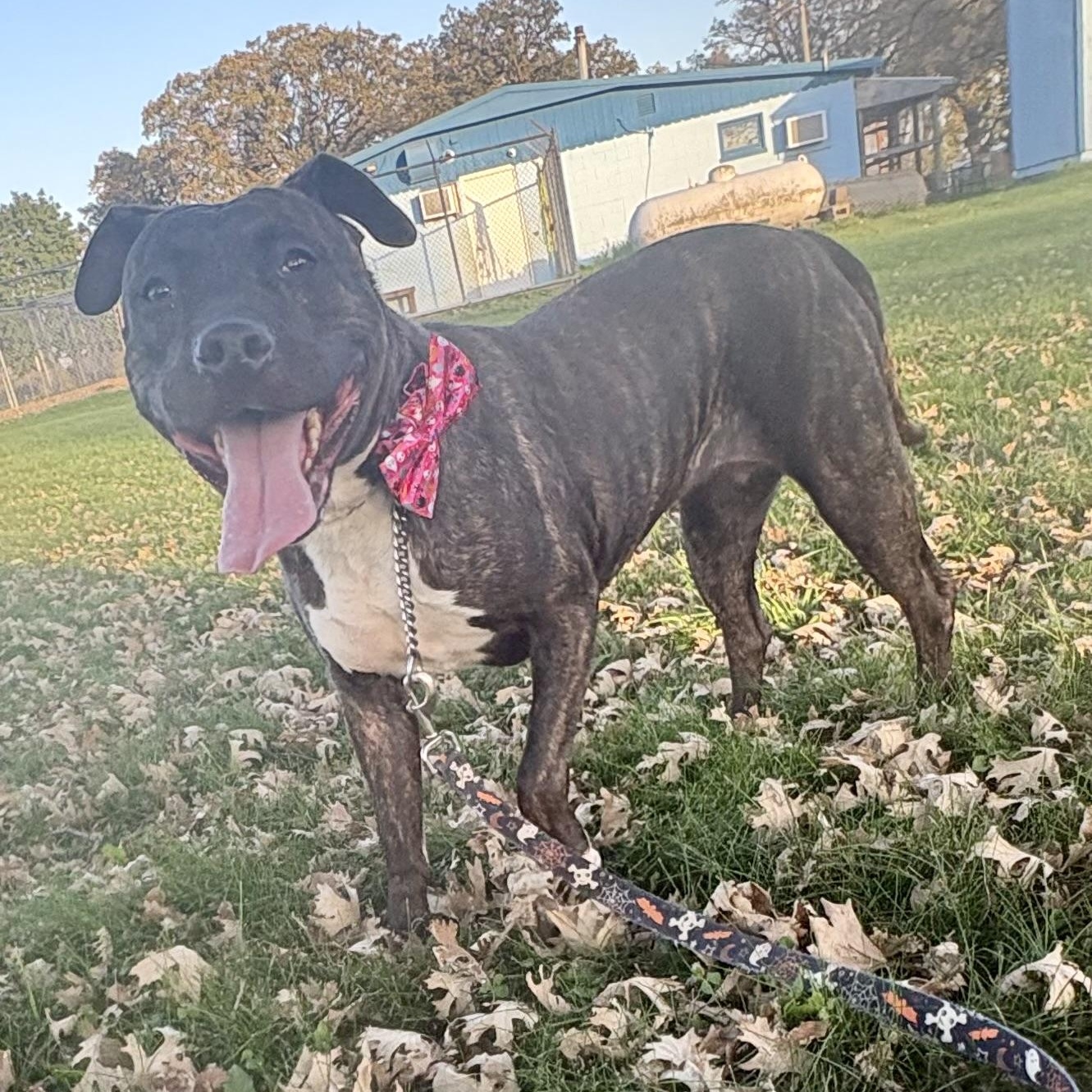 Enlarge Maple, a Adoptable mixed breed in Charles City, IA image 2/5