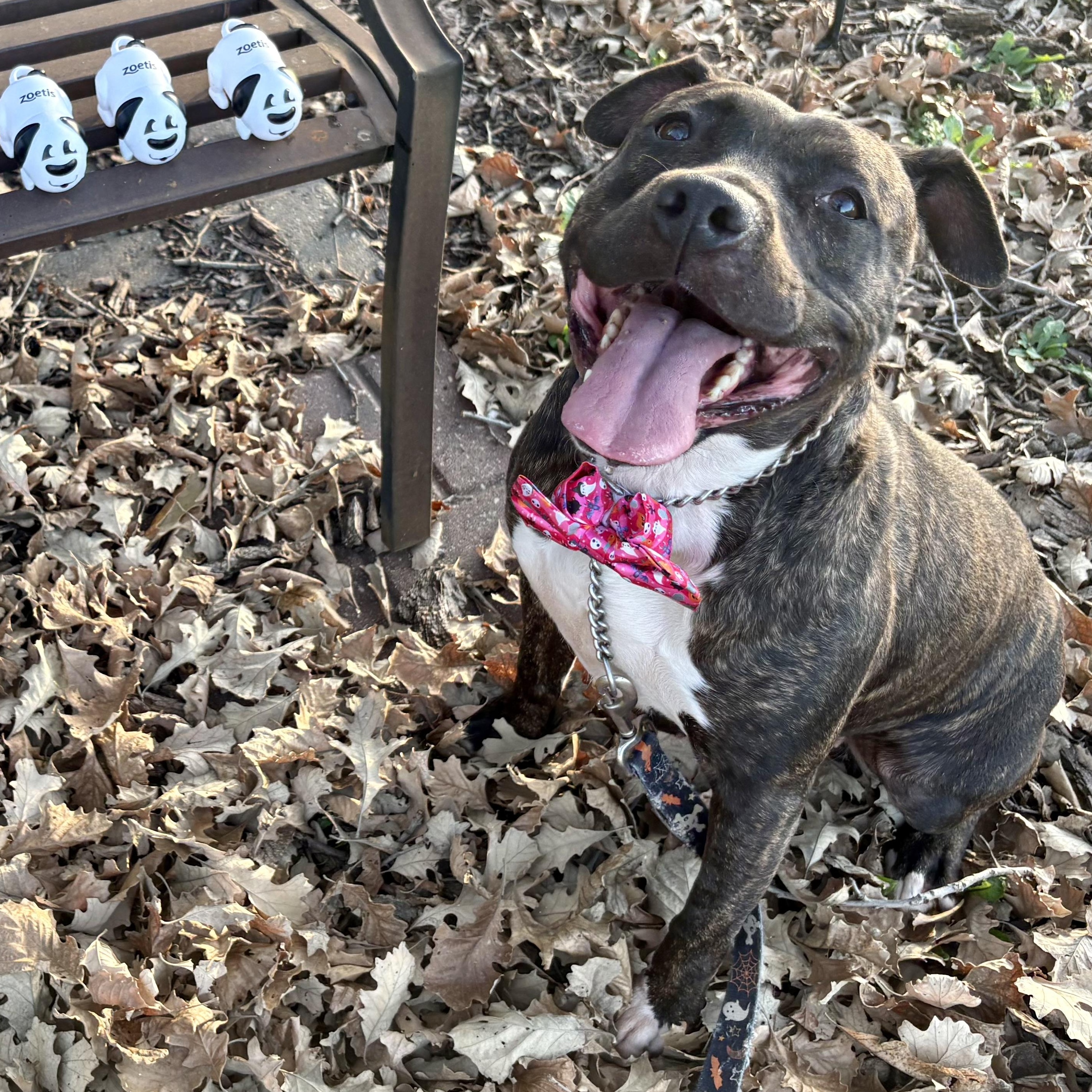 Enlarge Maple, a Adoptable mixed breed in Charles City, IA image 3/5
