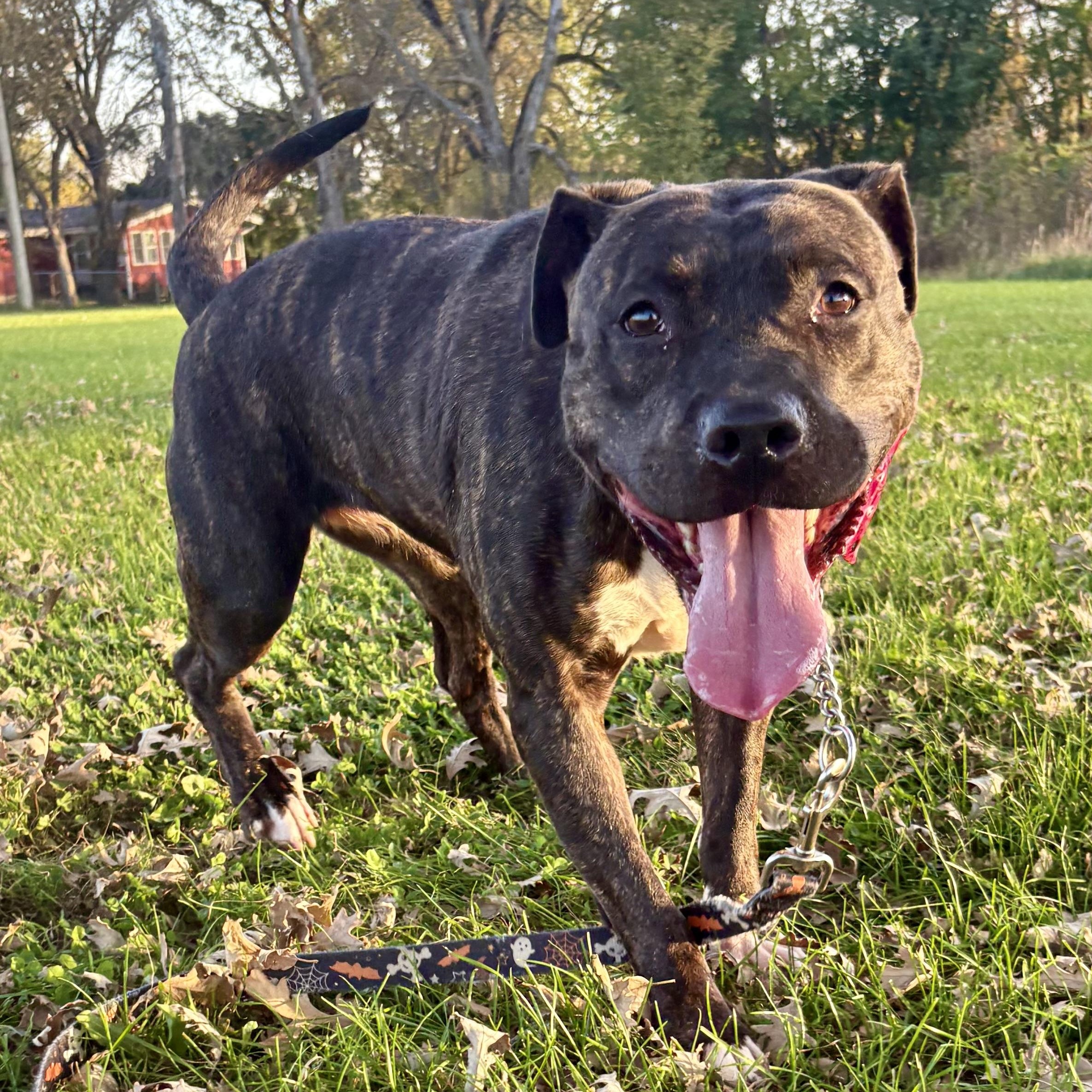 Maple, Adoptable, Adult Female Pit Bull Terrier.