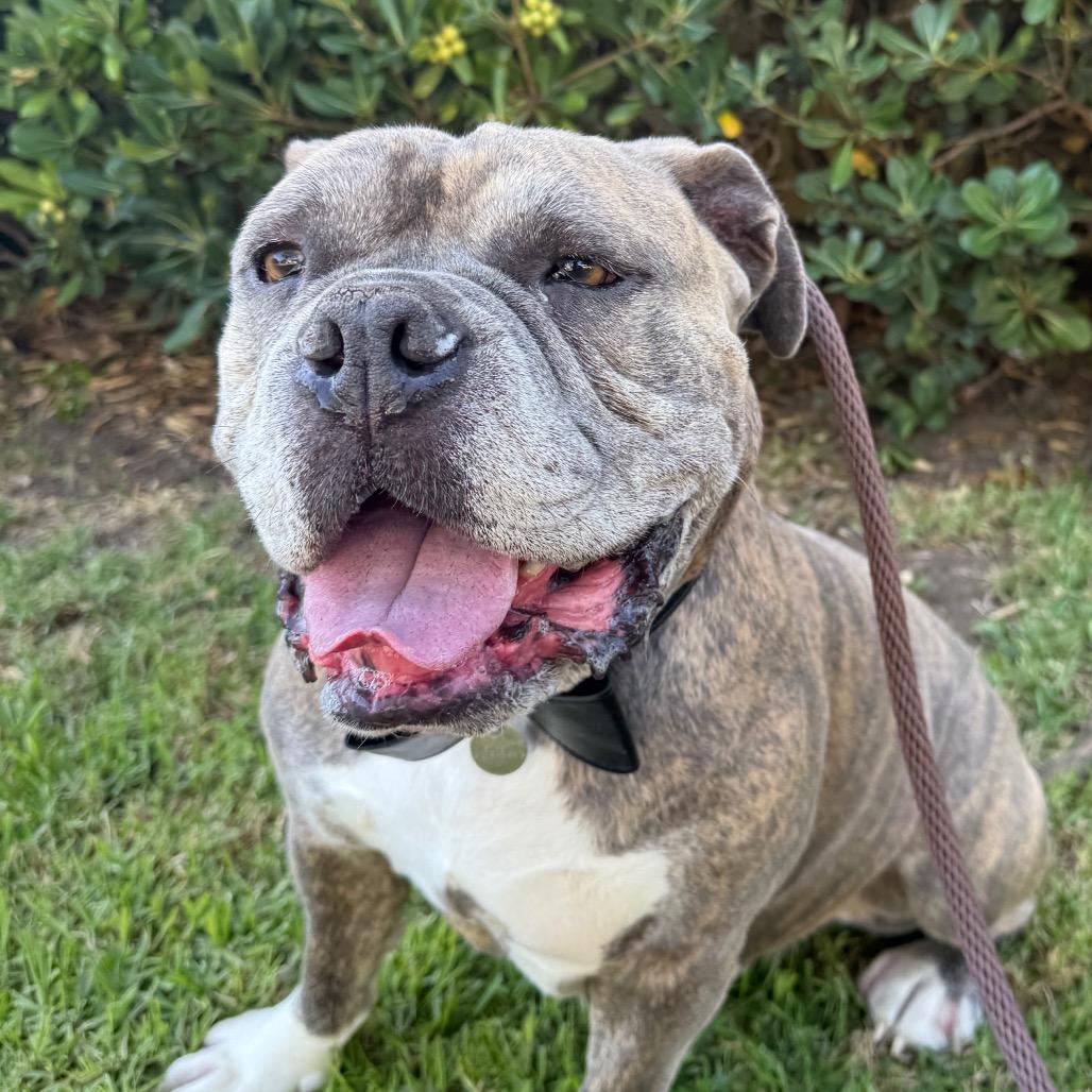 Maurice, Adoptable, Adult Male American Bulldog.