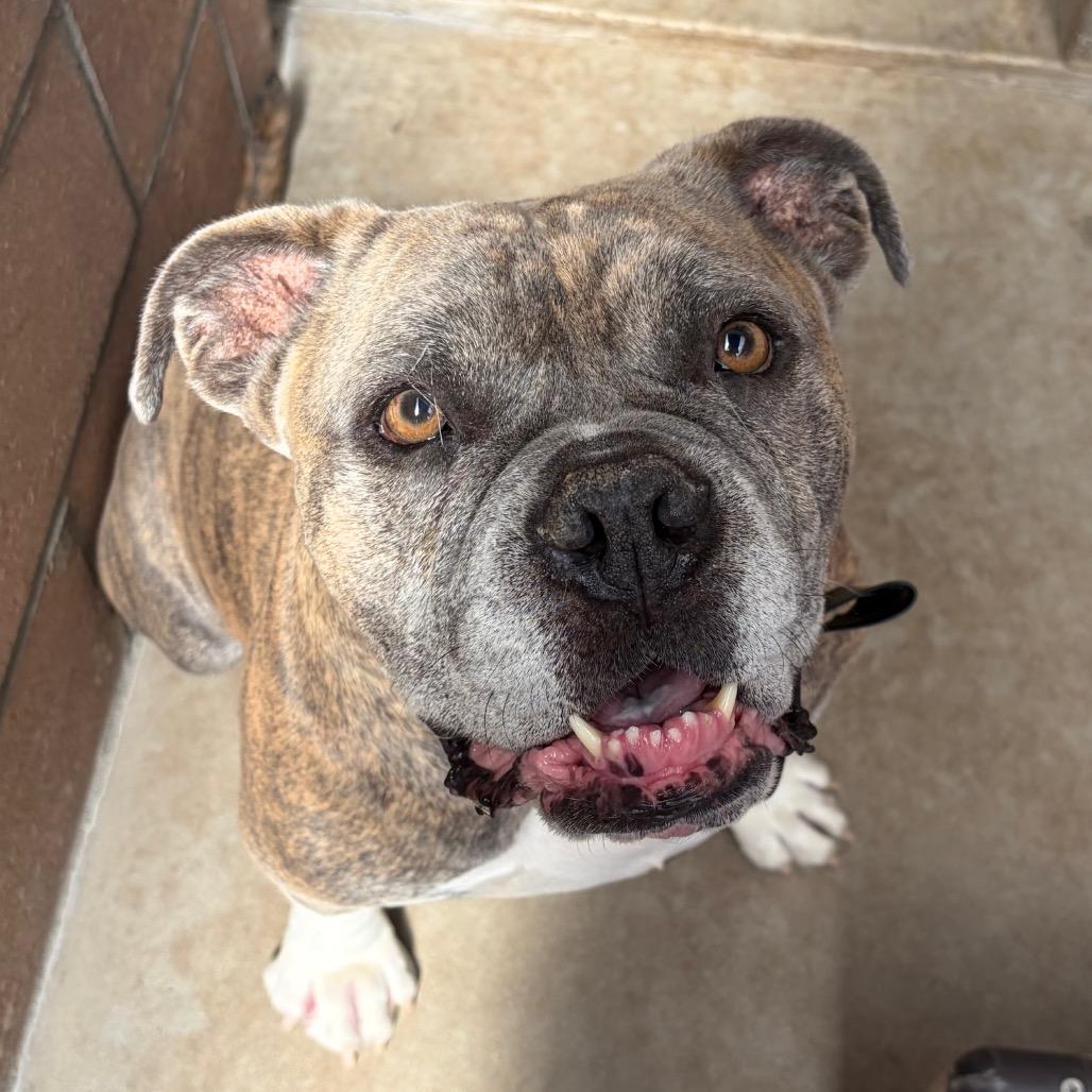 Enlarge Maurice, a Adoptable American Bulldog in Santa Barbara, CA image 2/6