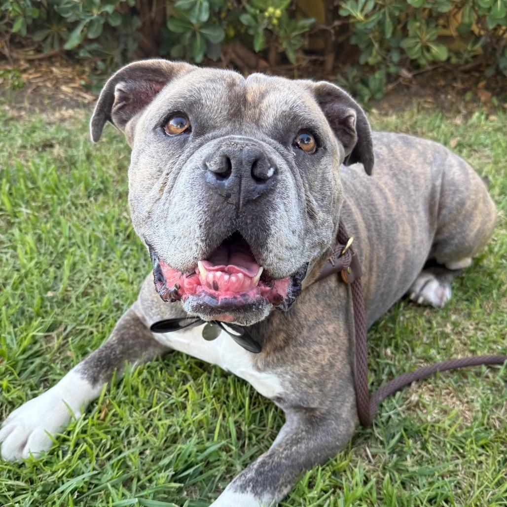 Enlarge Maurice, a Adoptable American Bulldog in Santa Barbara, CA image 3/6