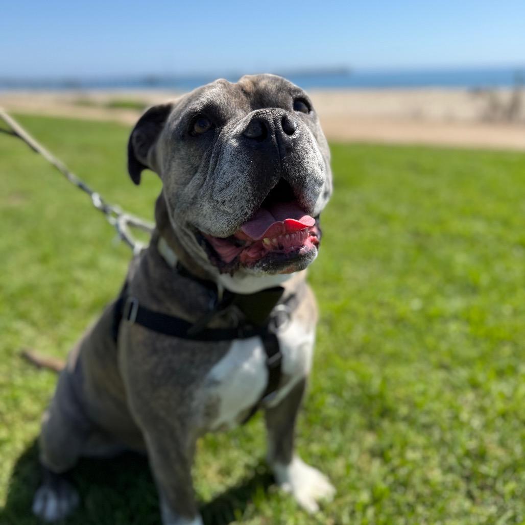 Enlarge Maurice, a Adoptable American Bulldog in Santa Barbara, CA image 4/6