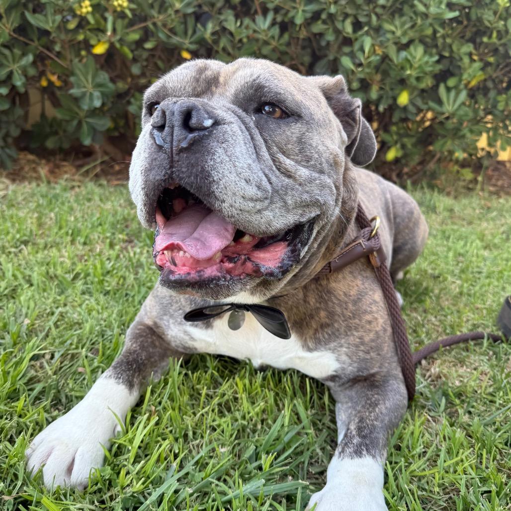 Enlarge Maurice, a Adoptable American Bulldog in Santa Barbara, CA image 5/6