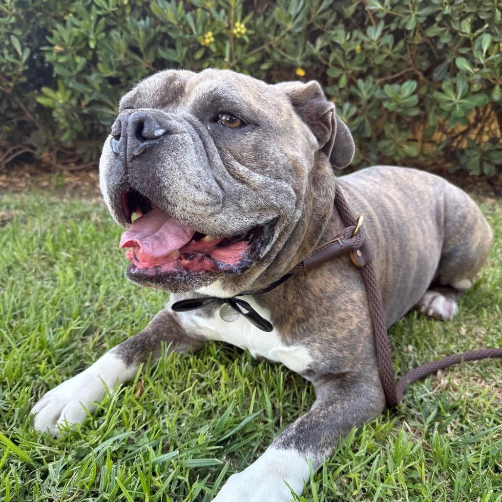 Enlarge Maurice, a Adoptable American Bulldog in Santa Barbara, CA image 6/6