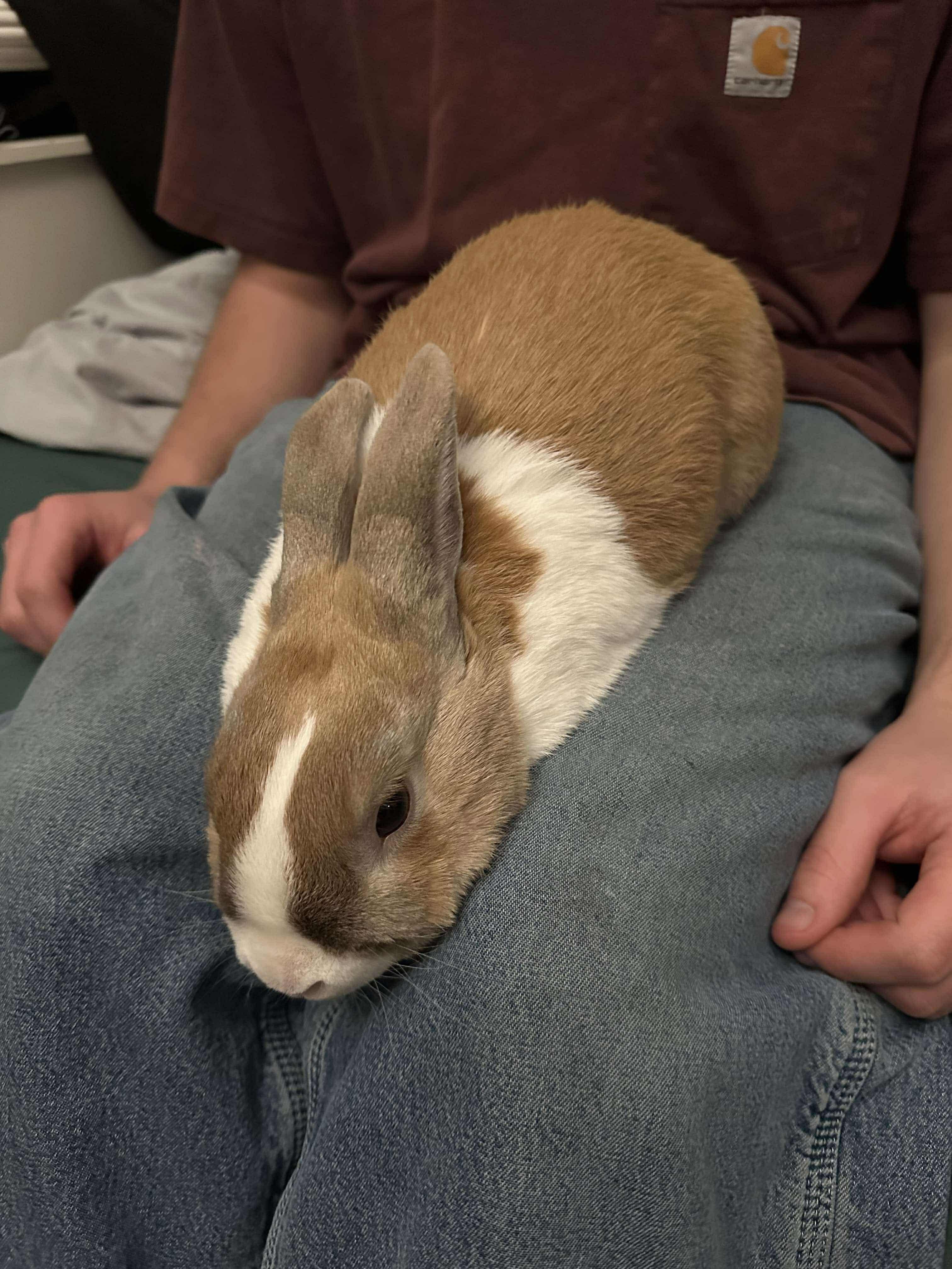 Hunter, Adoptable, Senior Male Dutch.