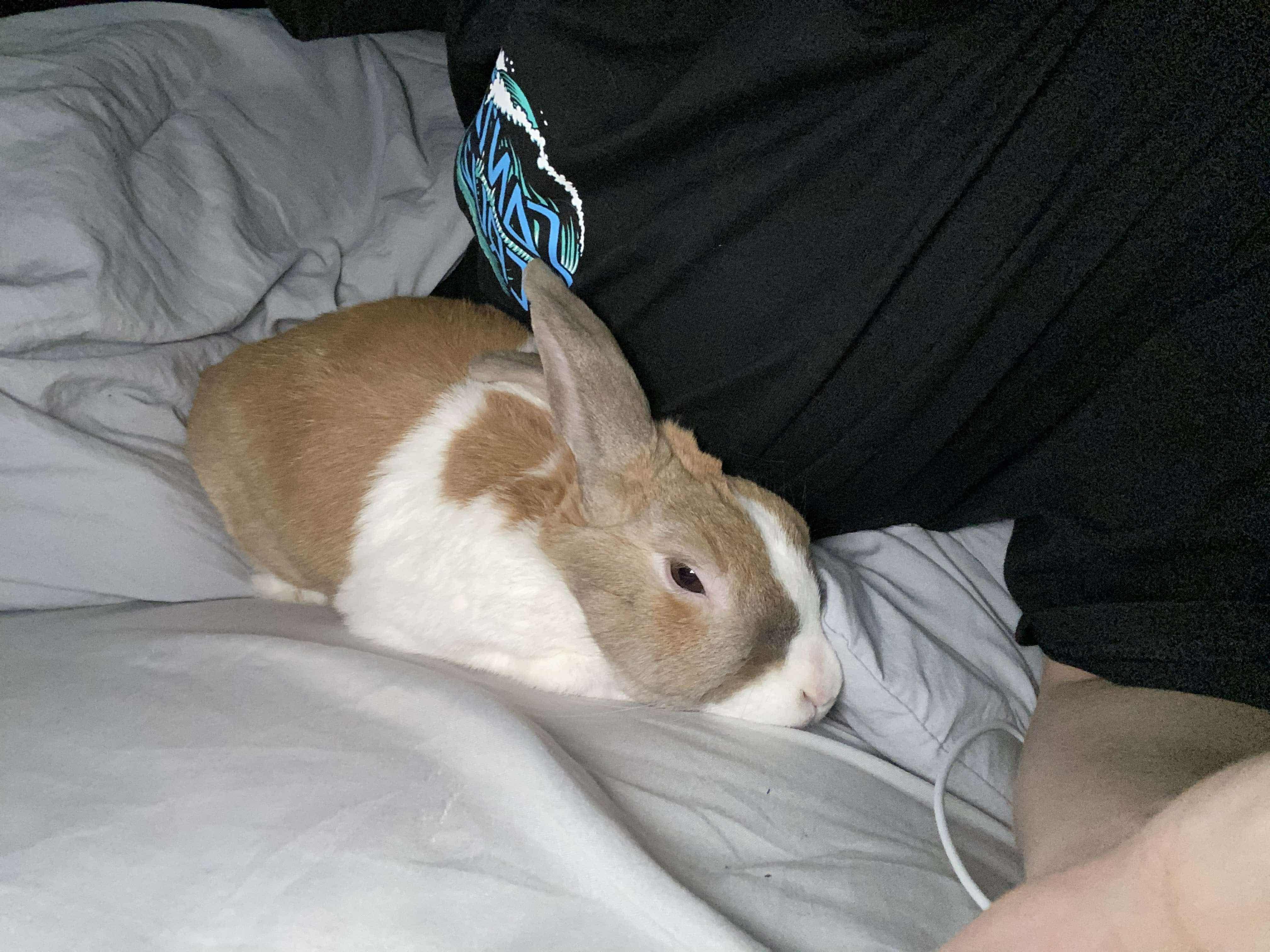 Hunter, Adoptable, Senior Male Dutch.