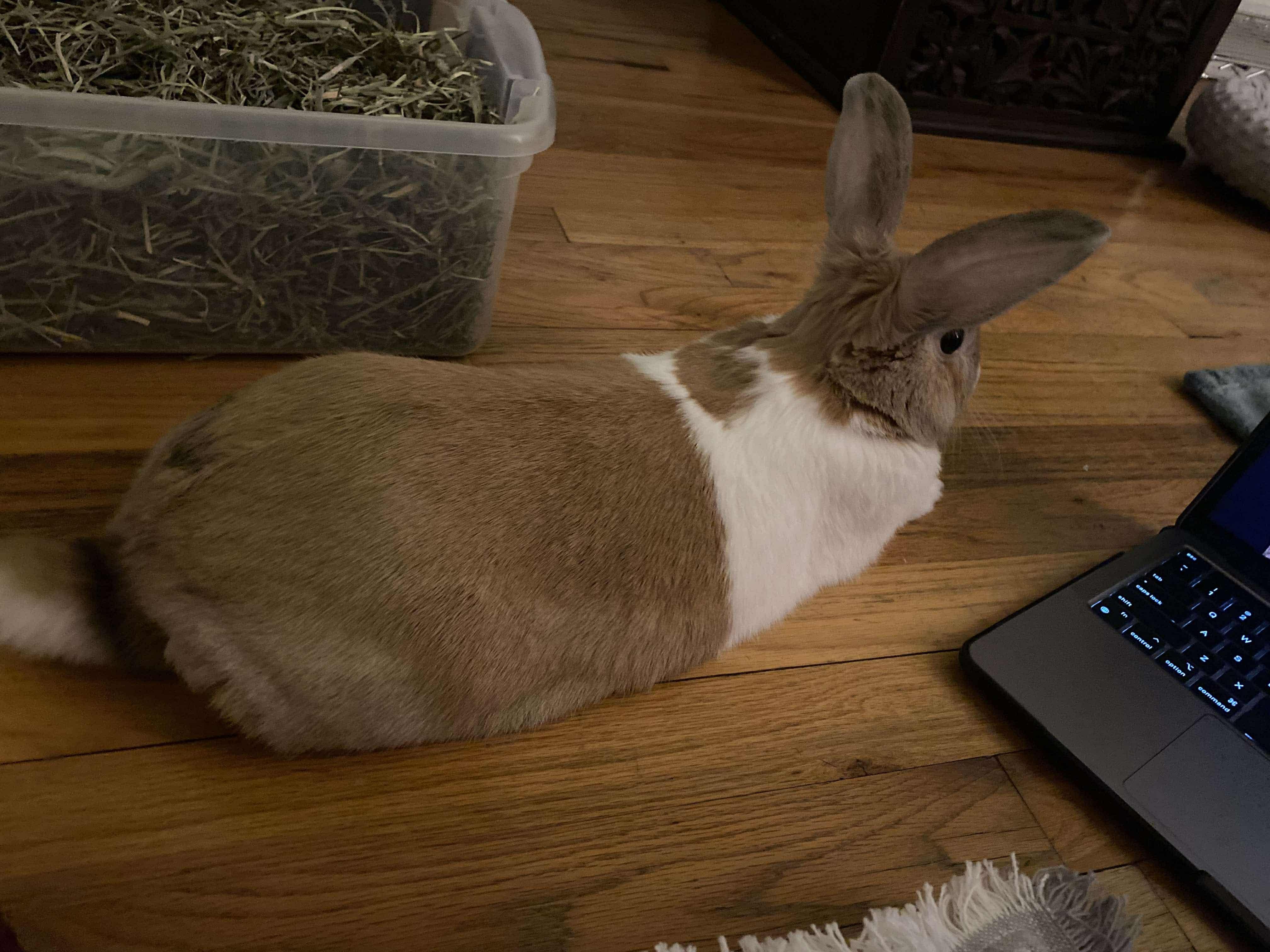 Hunter, a Adoptable Dutch in ALBANY, NY image 3/3