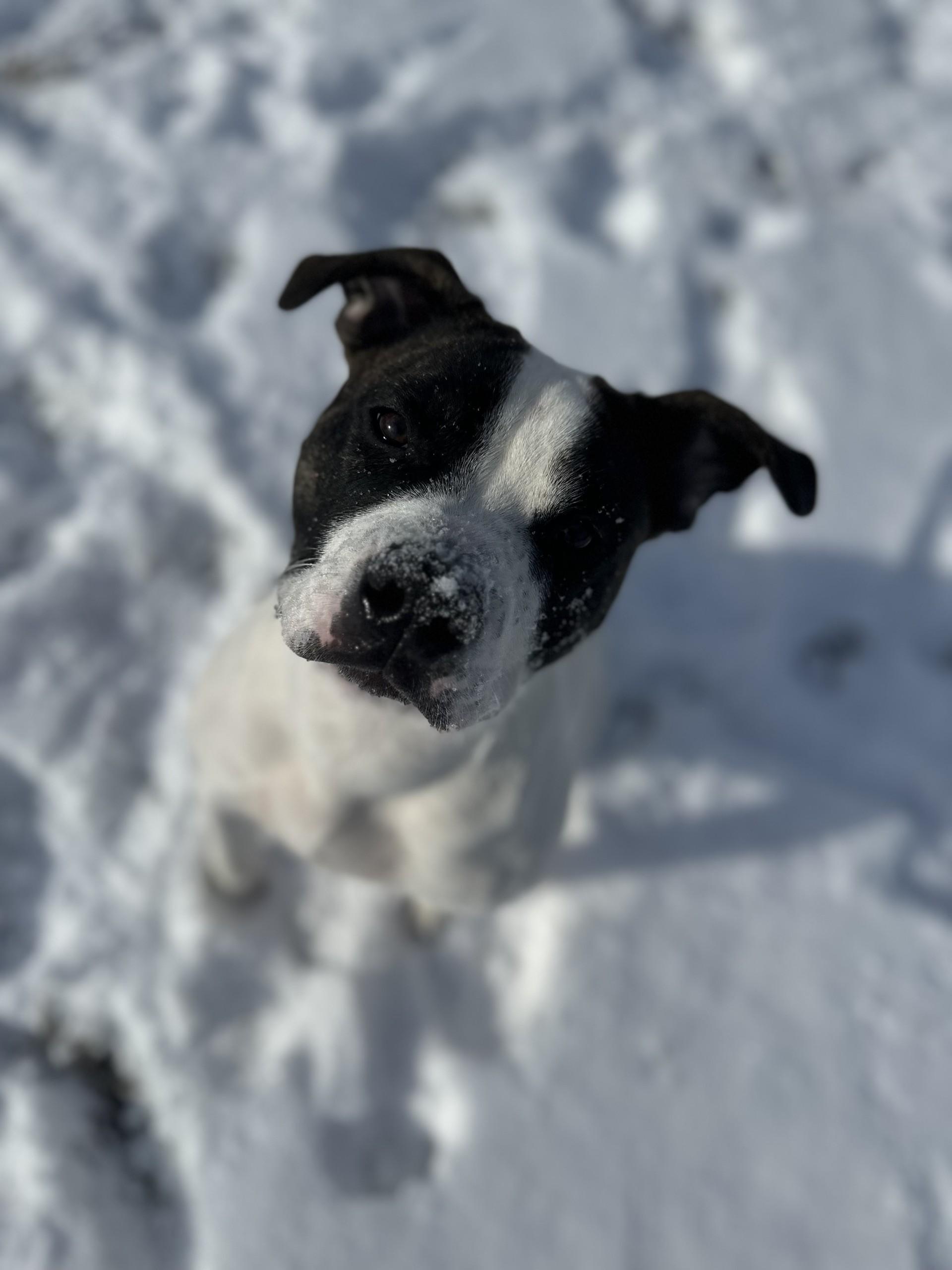 Khaos photo 1