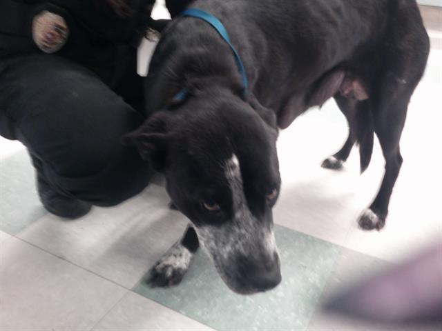 BLISS, Adoptable, Adult Female Australian Cattle Dog / Blue Heeler & Labrador Retriever.