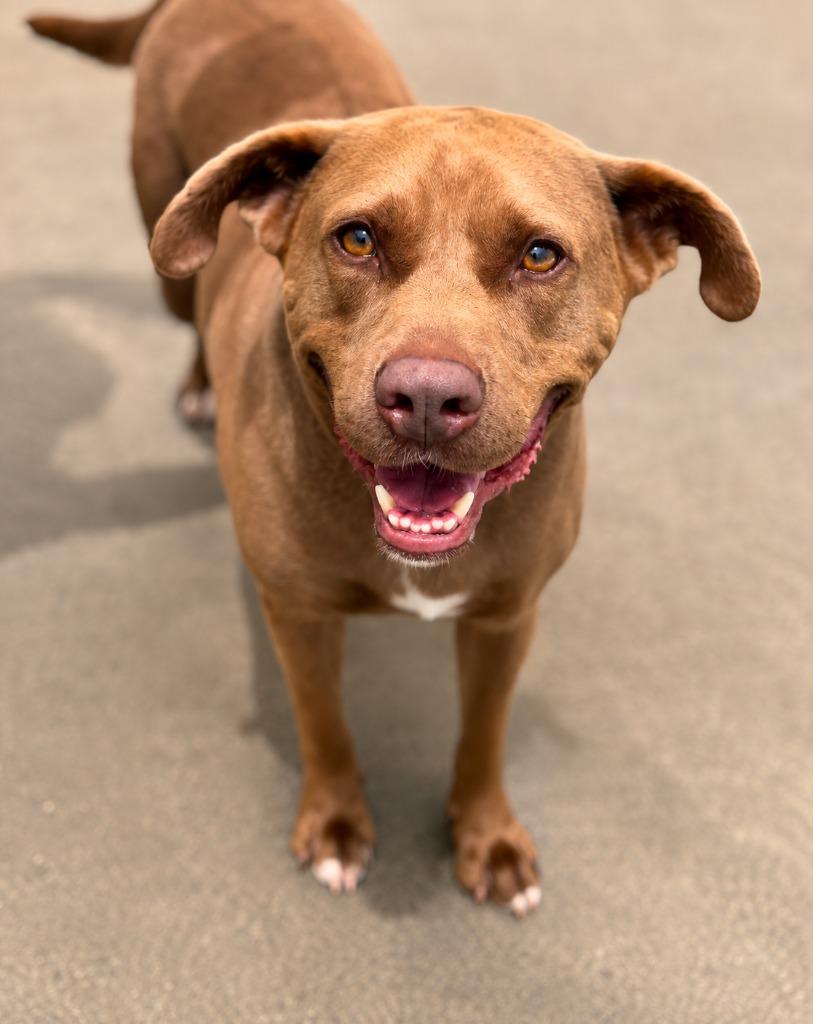 Mocha, Adoptable, Young Male Mixed Breed.