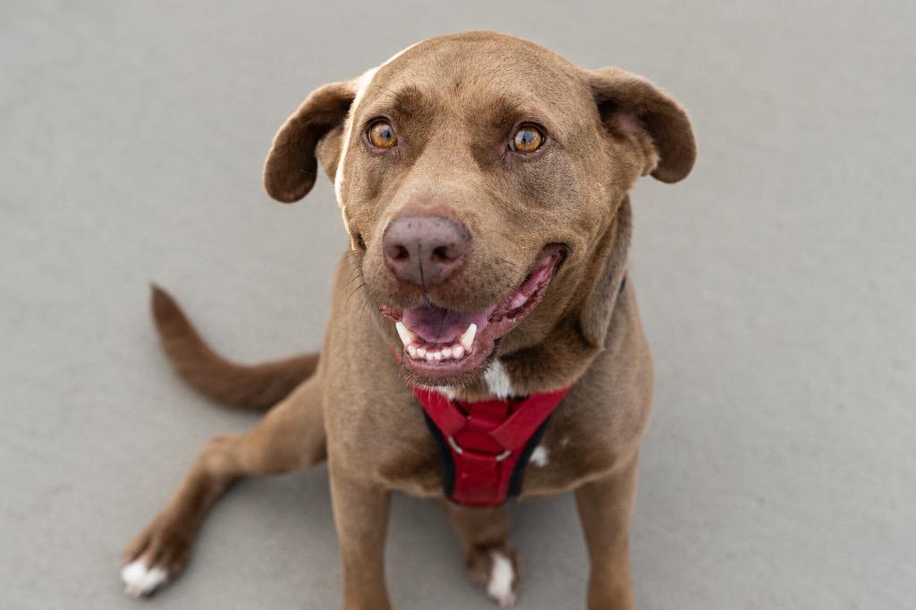 Enlarge Mocha, a Adoptable mixed breed in Savage, MN image 2/5