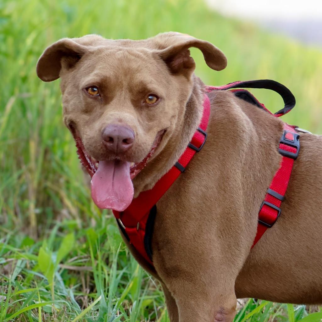 Enlarge Mocha, a Adoptable mixed breed in Savage, MN image 3/5