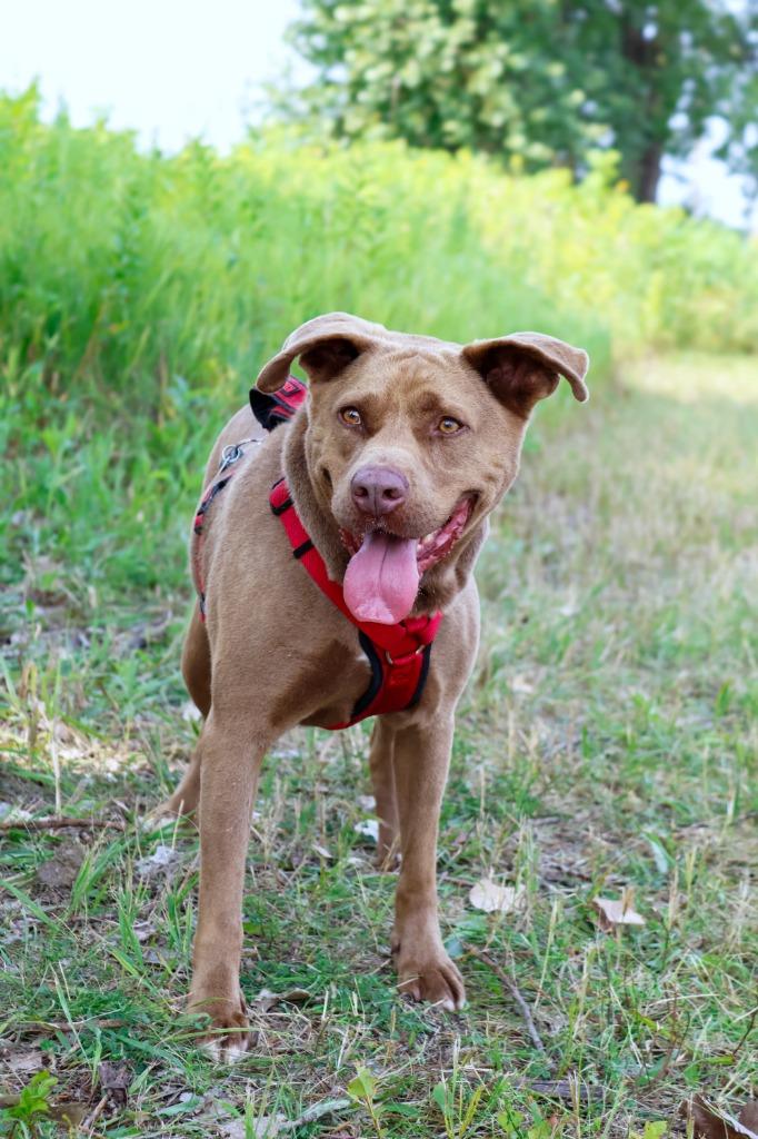 Enlarge Mocha, a Adoptable mixed breed in Savage, MN image 4/5