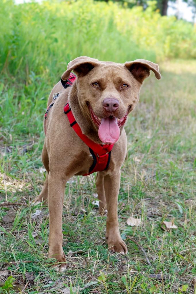 Enlarge Mocha, a Adoptable mixed breed in Savage, MN image 5/5