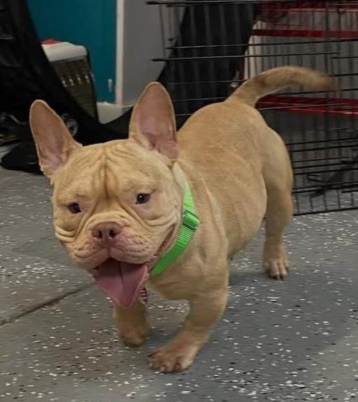 Enlarge Bing, a Adopted mixed breed in Warren, MI image 1/4