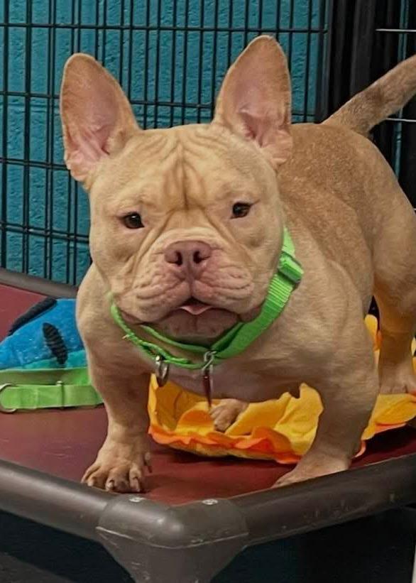 Enlarge Bing, a Adopted mixed breed in Warren, MI image 2/4