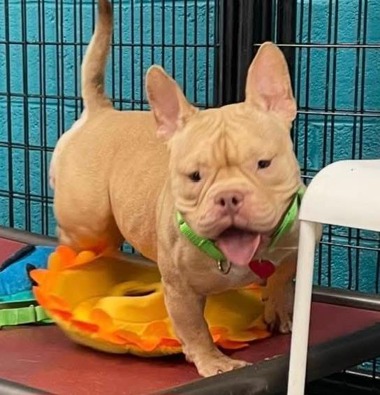 Enlarge Bing, a Adopted mixed breed in Warren, MI image 3/4