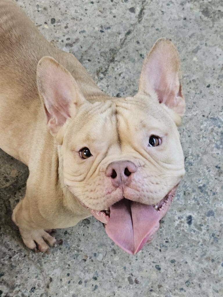 Enlarge Bing, a Adopted mixed breed in Warren, MI image 4/4