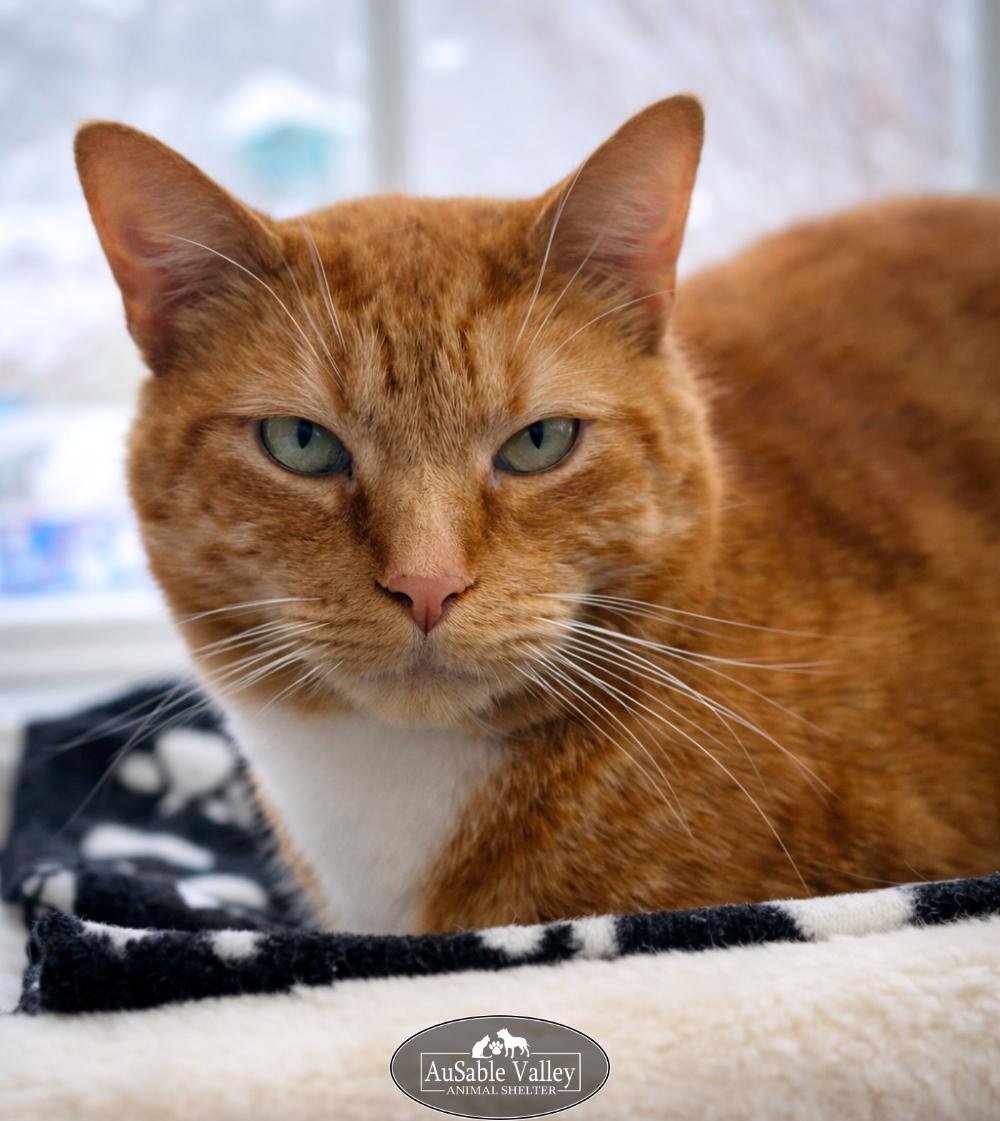 Dior (Part of a bonded pair with Oreo), a Adoptable Domestic Short Hair in Grayling, MI image 1/6