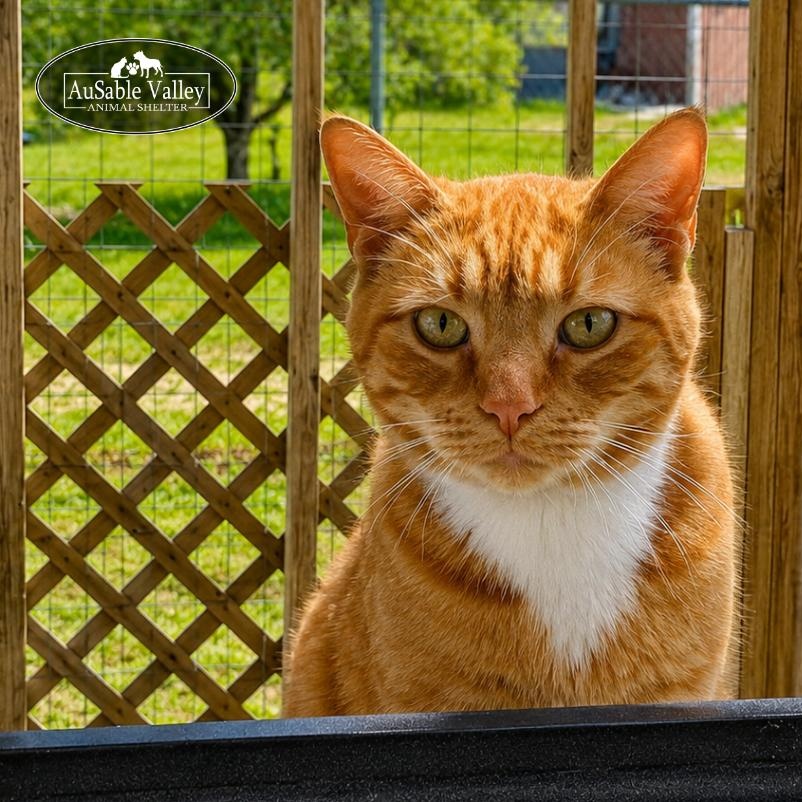 Enlarge Dior, a Adoptable Domestic Short Hair in Grayling, MI image 1/6