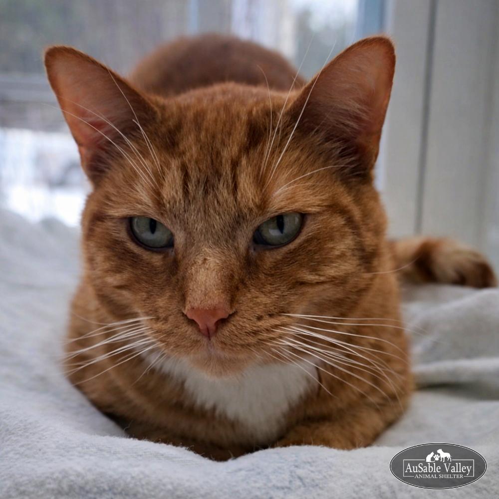 Dior (Part of a bonded pair with Oreo), a Adoptable Domestic Short Hair in Grayling, MI image 5/6