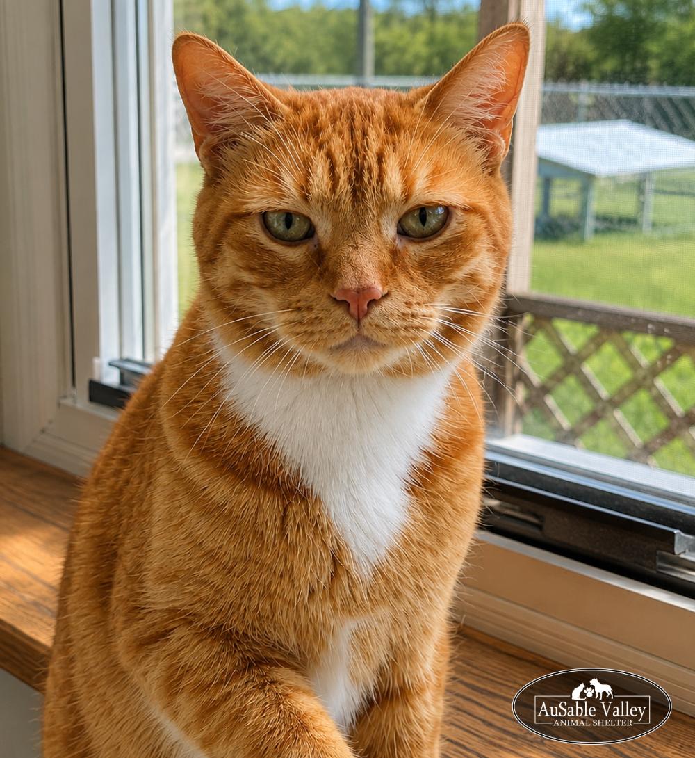 Enlarge Dior, a Adoptable Domestic Short Hair in Grayling, MI image 6/6