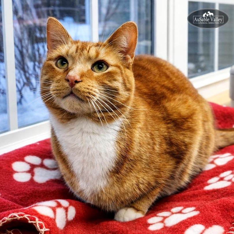 Enlarge Dior, a Adoptable Domestic Short Hair in Grayling, MI image 1/5