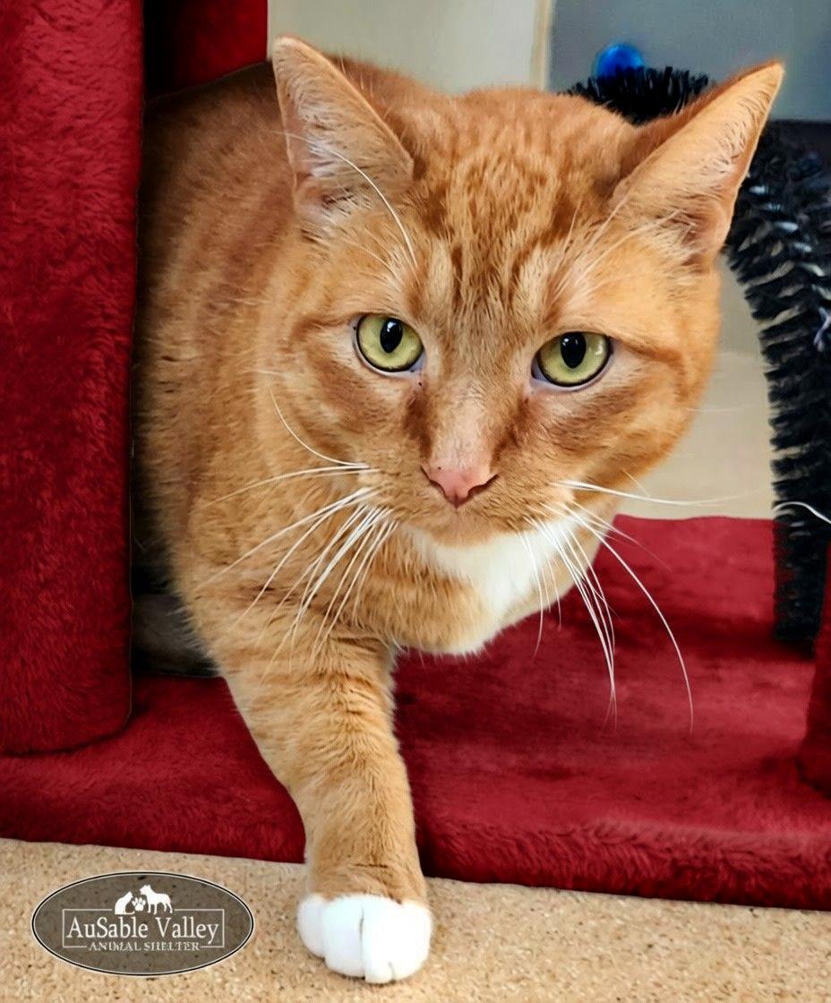 Enlarge Dior, a Adoptable Domestic Short Hair in Grayling, MI image 2/5