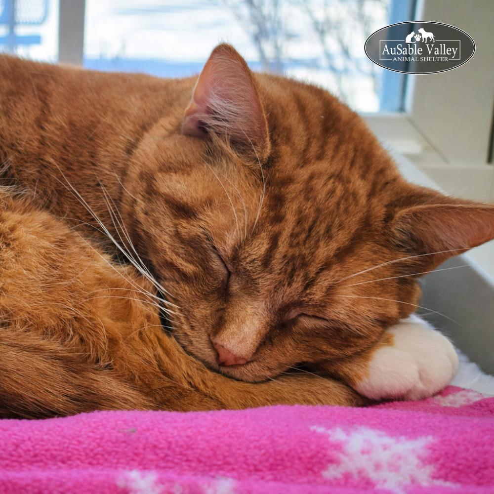 Dior (Part of a bonded pair with Oreo), a Adoptable Domestic Short Hair in Grayling, MI image 4/6