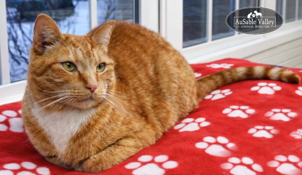 Enlarge Dior, a Adoptable Domestic Short Hair in Grayling, MI image 3/5