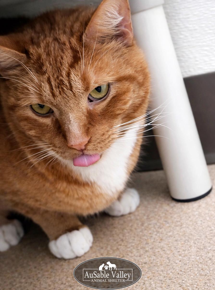 Dior (Part of a bonded pair with Oreo), a Adoptable Domestic Short Hair in Grayling, MI image 6/6