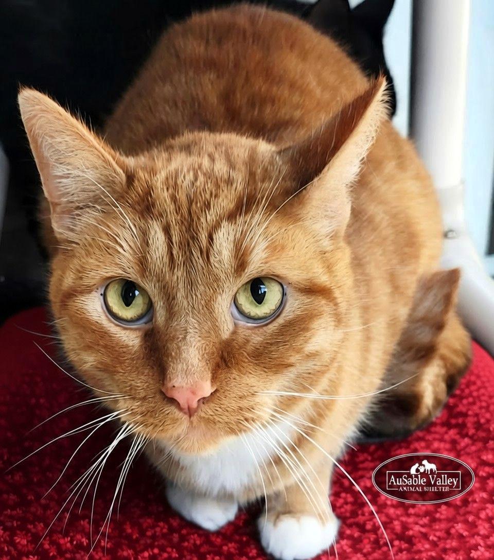 Enlarge Dior, a Adoptable Domestic Short Hair in Grayling, MI image 4/5