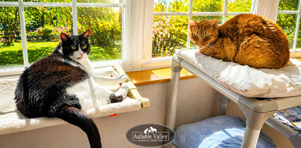 Dior (Part of a bonded pair with Oreo), a Adoptable Domestic Short Hair in Grayling, MI image 6/6