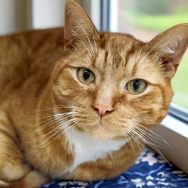 Dior, a Adoptable Domestic Short Hair in Grayling, MI image 1/3