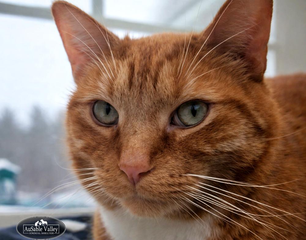 Dior (Part of a bonded pair with Oreo), a Adoptable Domestic Short Hair in Grayling, MI image 2/6