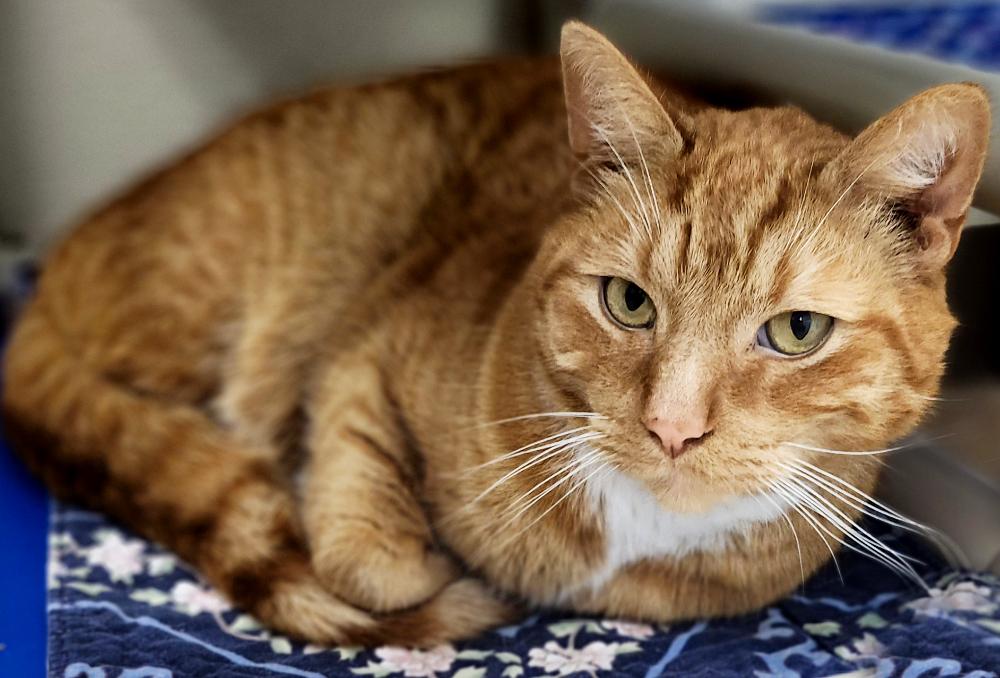 Dior, a Adoptable Domestic Short Hair in Grayling, MI image 2/3