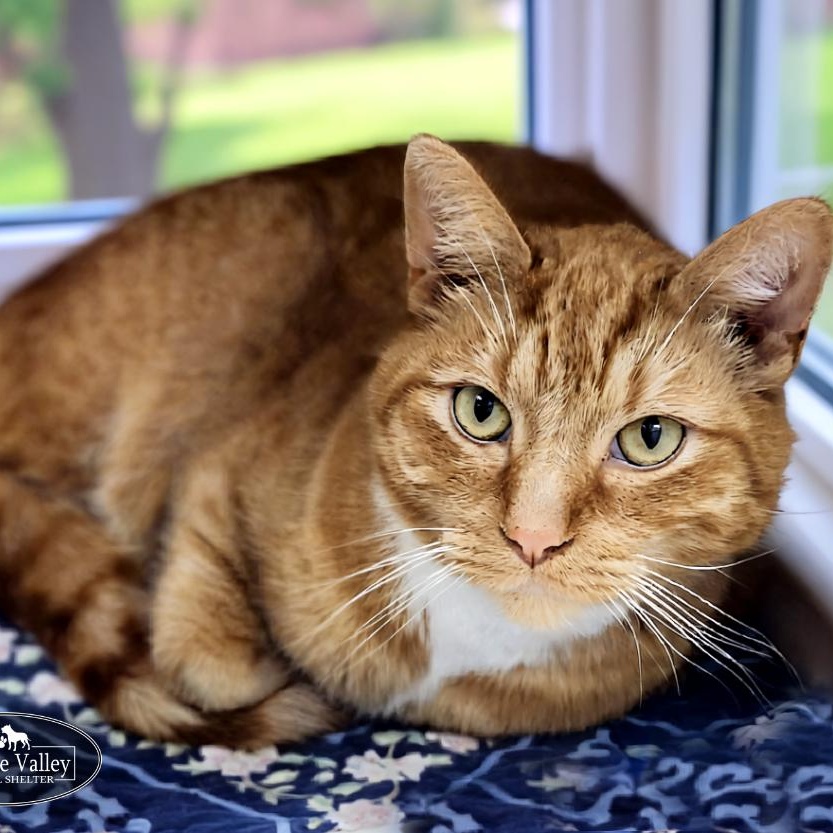 Dior, a Adoptable Domestic Short Hair in Grayling, MI image 3/3