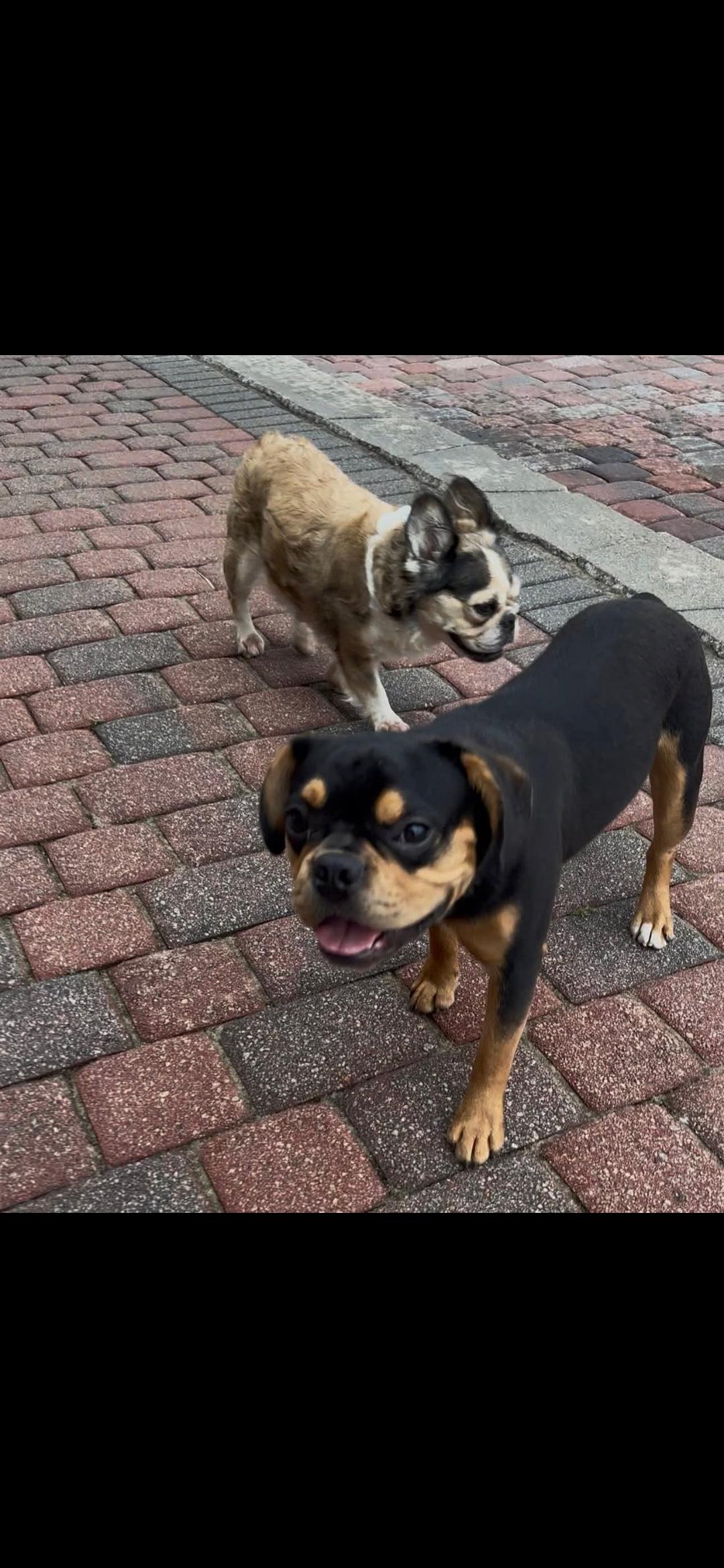 Sonny, ADOPTABLE, Young Male French Bulldog.