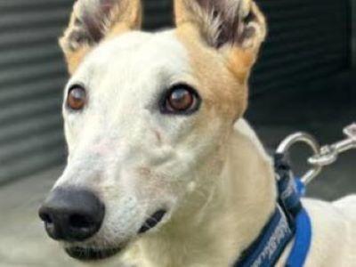 Pretty (aka Phantom Pretty)