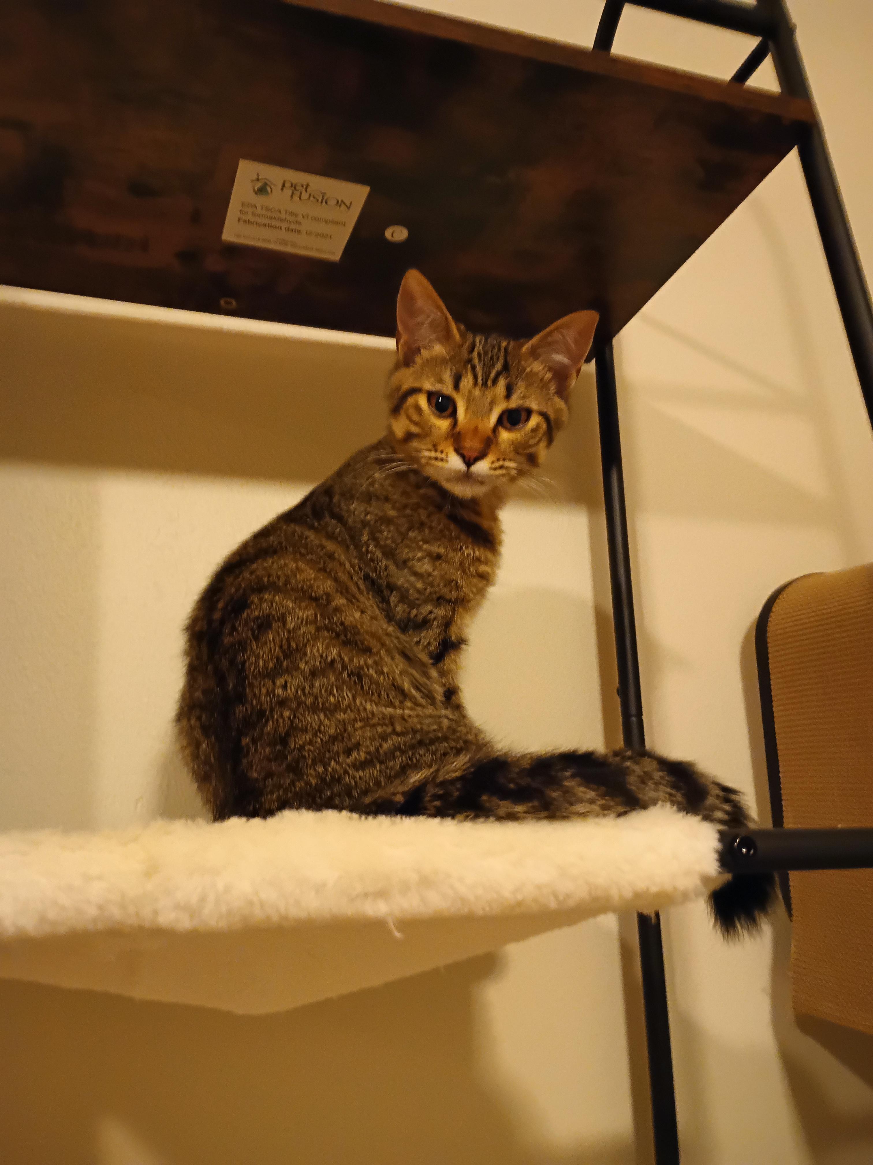 Enlarge Larry, a Adoptable Domestic Short Hair in Silverdale, WA image 4/4