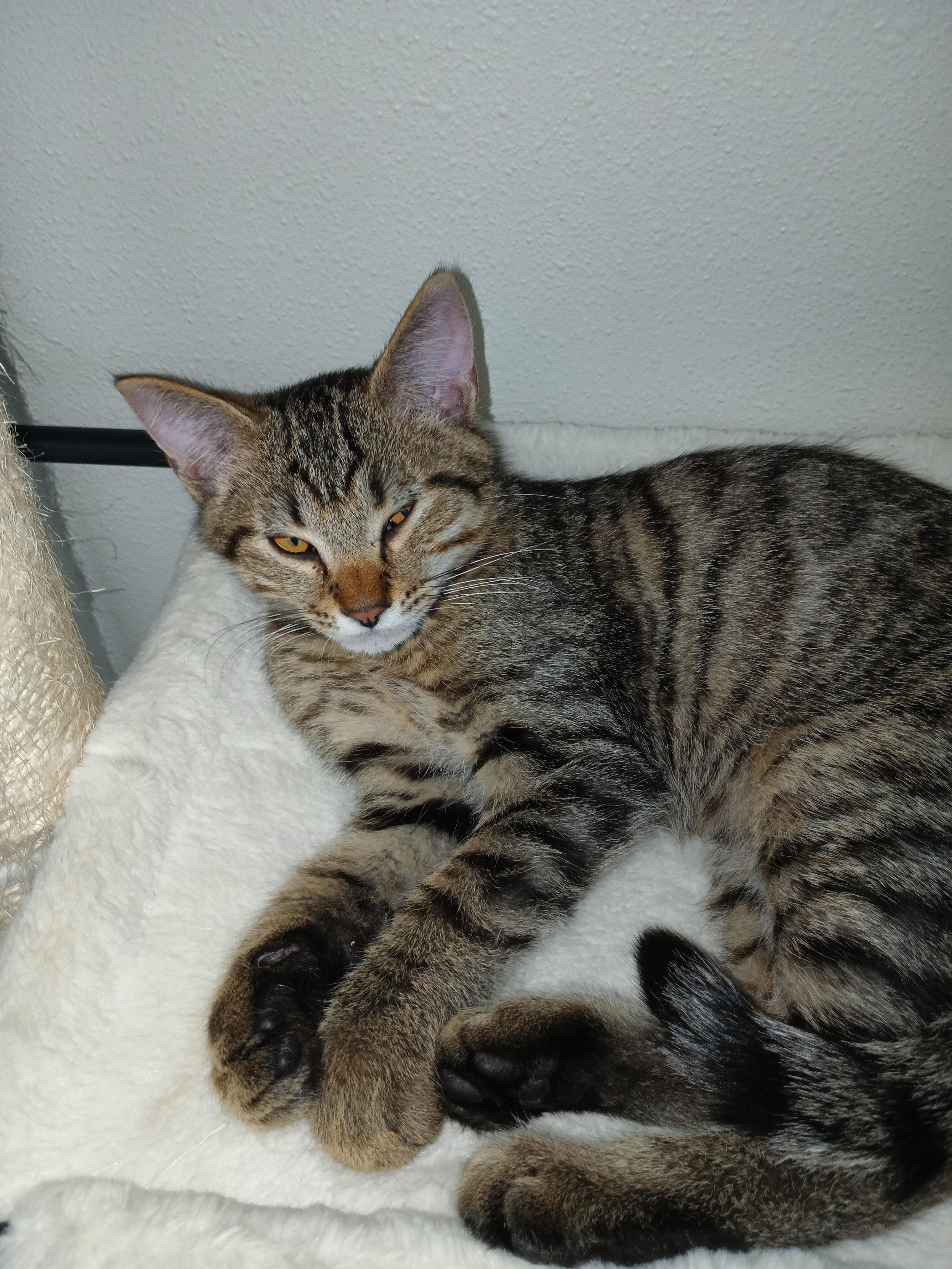 Larry, ADOPTABLE, Kitten Male Domestic Short Hair.
