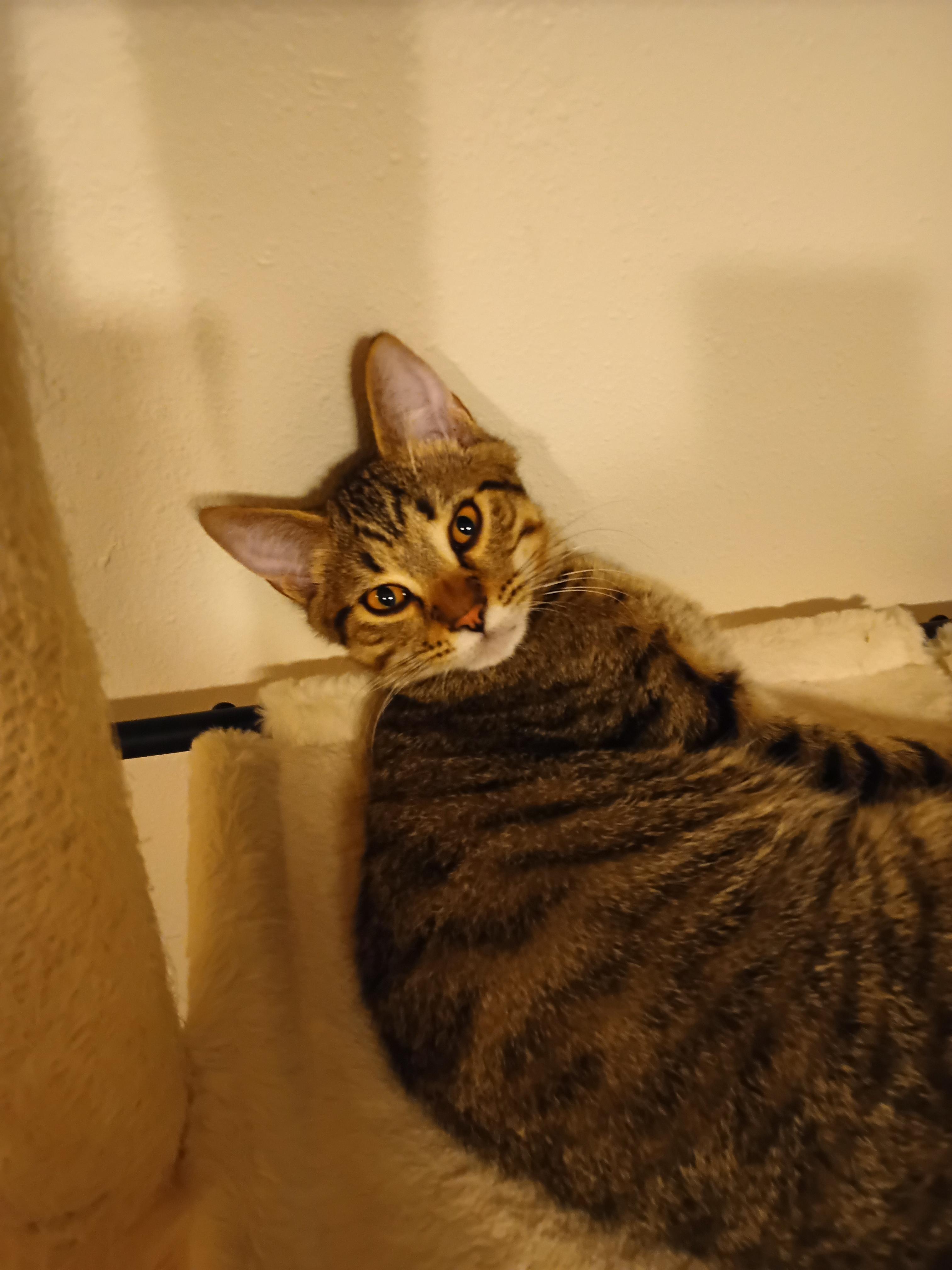 Enlarge Larry, a Adoptable Domestic Short Hair in Silverdale, WA image 3/4