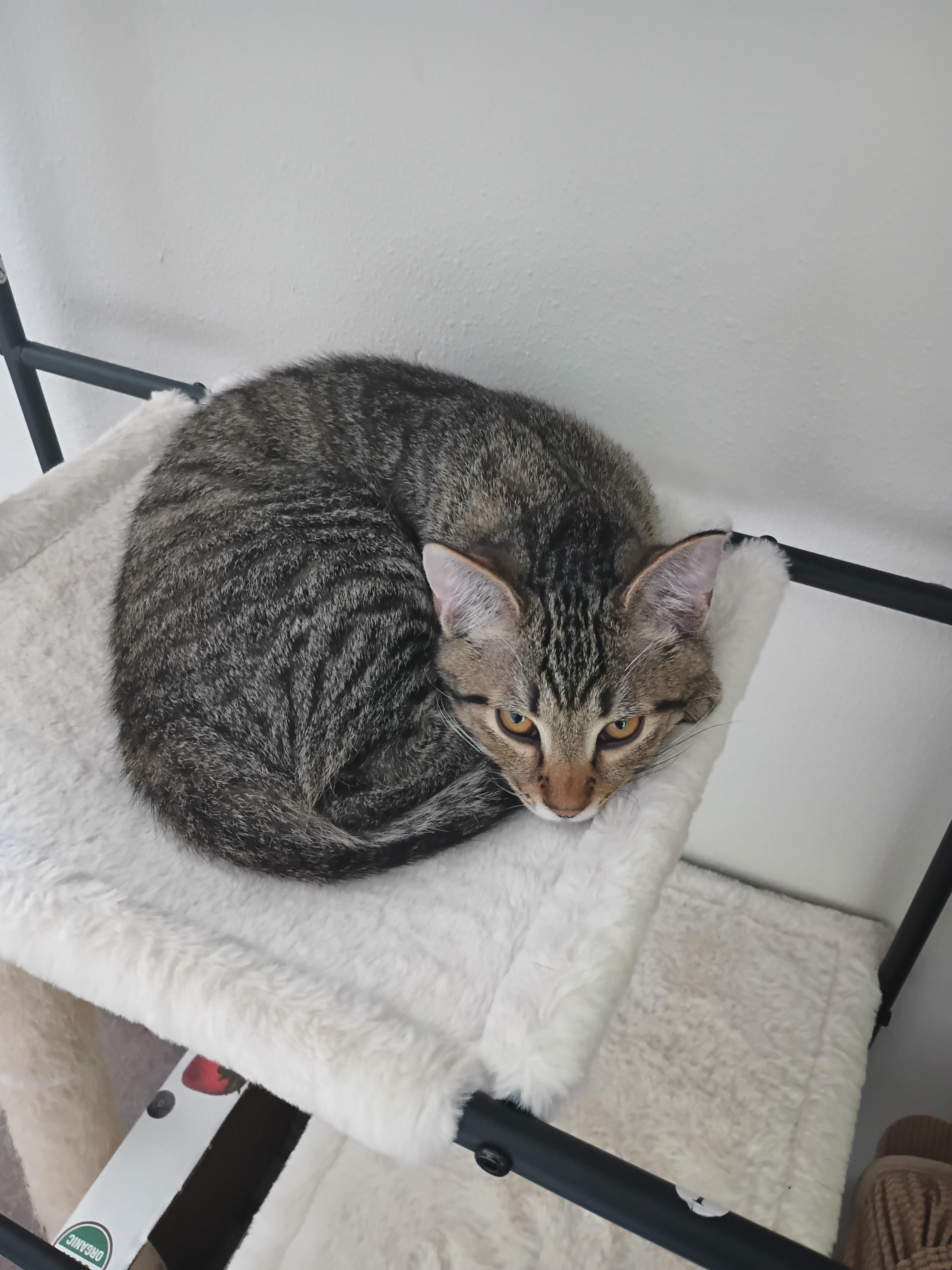 Enlarge Larry, a Adoptable Domestic Short Hair in Silverdale, WA image 2/4