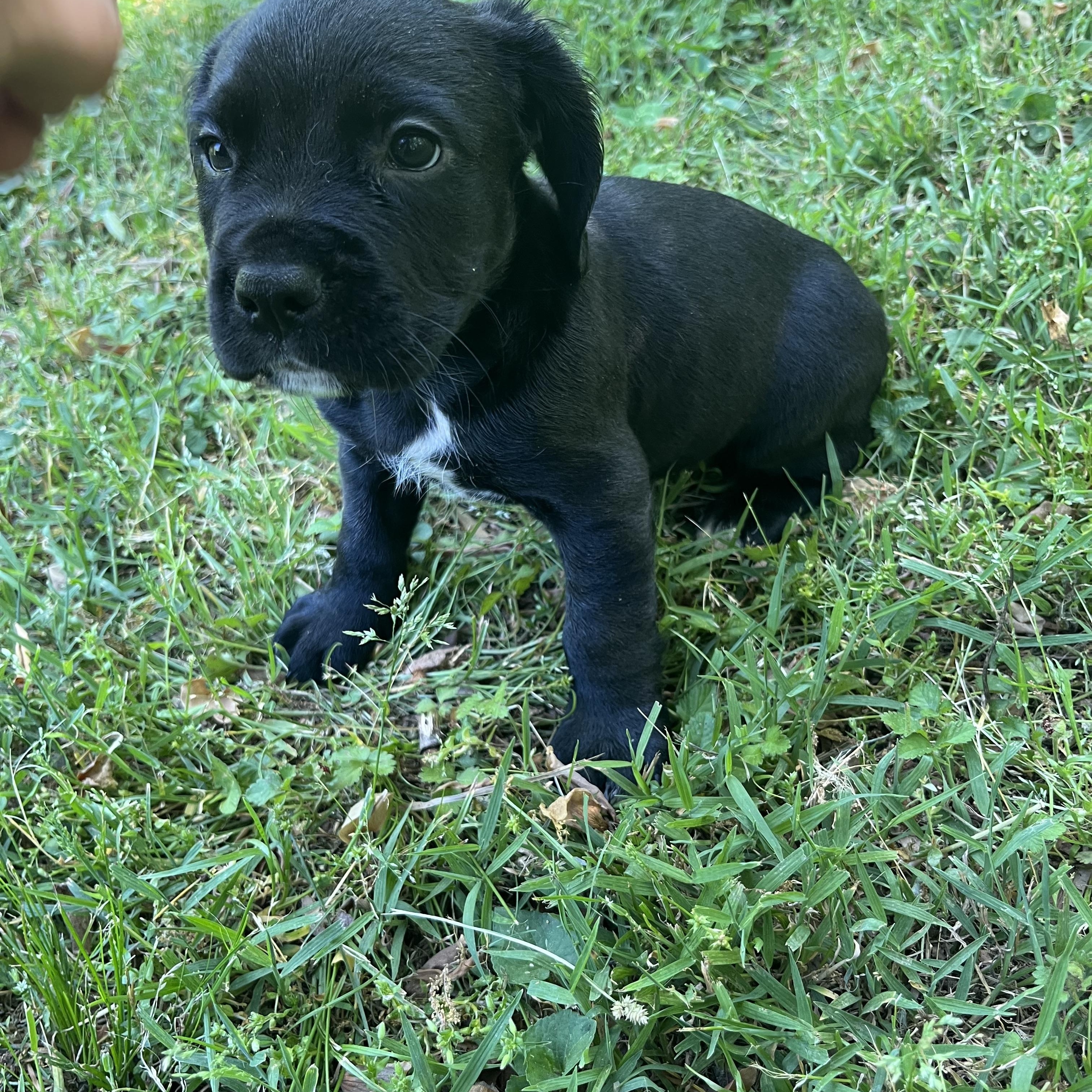 Enlarge Ashe, an adopted mixed breed in Rock Hill, SC image 3/4