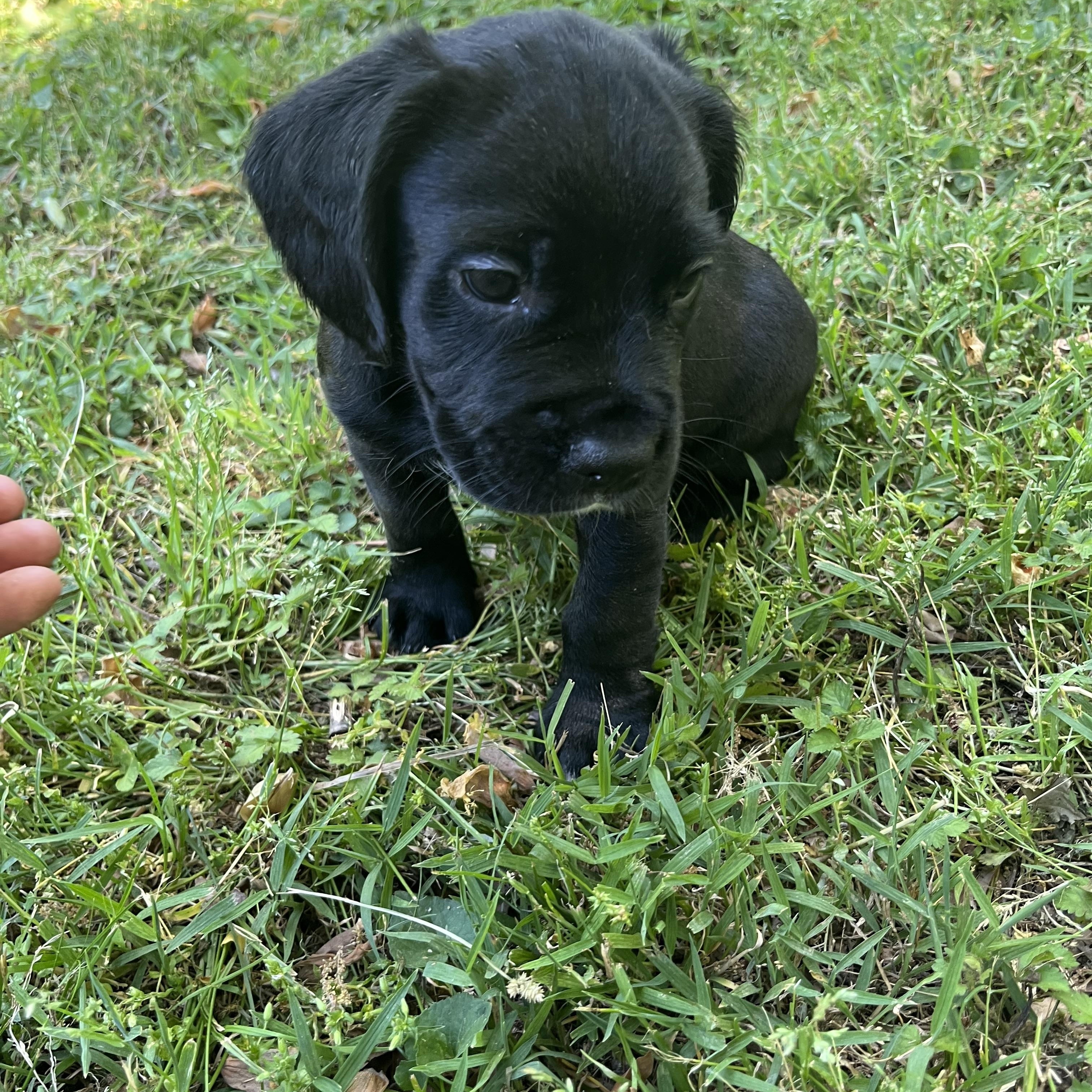 Ashe, adopted, Puppy Male Cocker Spaniel & Labrador Retriever.