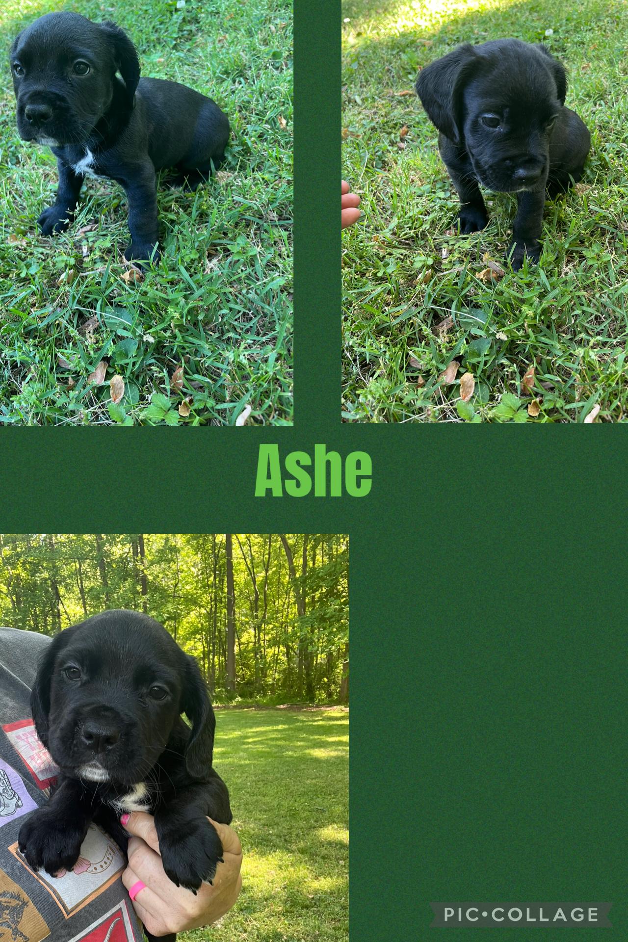Enlarge Ashe, an adopted mixed breed in Rock Hill, SC image 2/4
