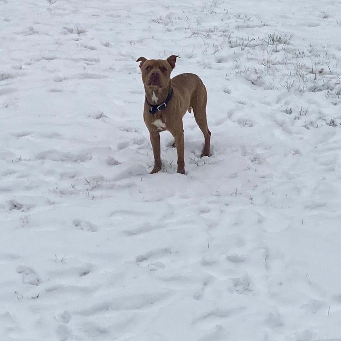 Bumpy, ADOPTABLE, Adult Male Pit Bull Terrier.