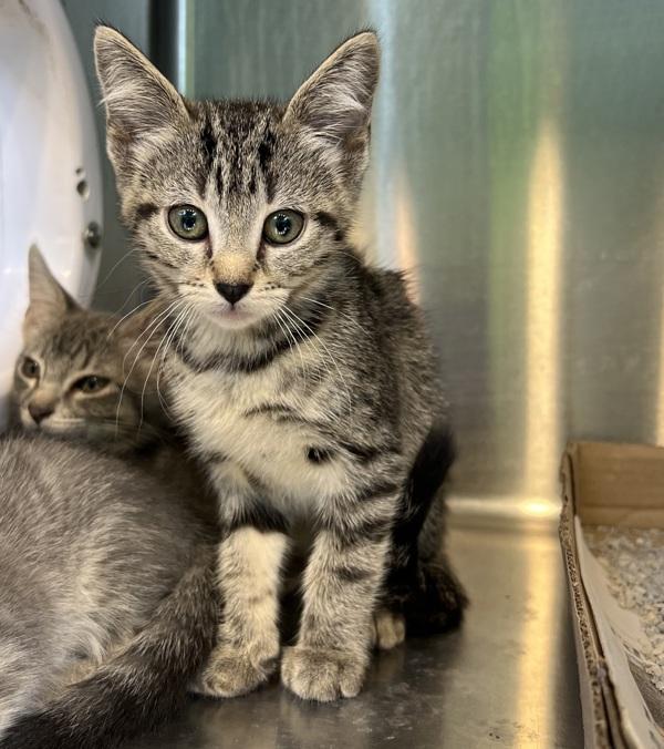 Meowjito, Adoptable, Kitten Female Domestic Short Hair.